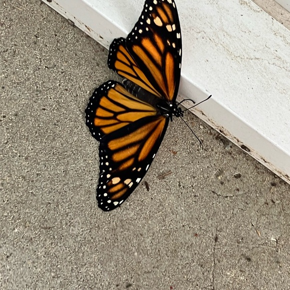 LIVE FLIER UNLISTED🟢🟢🟢 Items to be sold live - —earning my wings - Picture 1 of 2